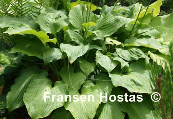 Hosta Crested Reef